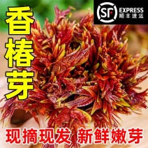 【顺丰直发】新鲜红油香椿嫩芽当季农家现货红油露天新鲜现摘
