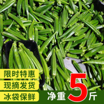 (农场现摘现卖)秋葵新鲜蔬菜鲜嫩当季秋葵批发羊角豆1斤5