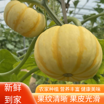 桔瓜产地南瓜小金瓜新鲜农家南瓜盅南瓜灯雕刻