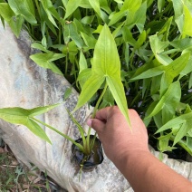 精品慈姑优质慈姑基地