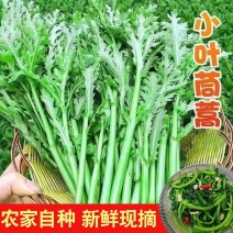 辽宁锦州小叶茼蒿产地直发一手货源电商市场商超