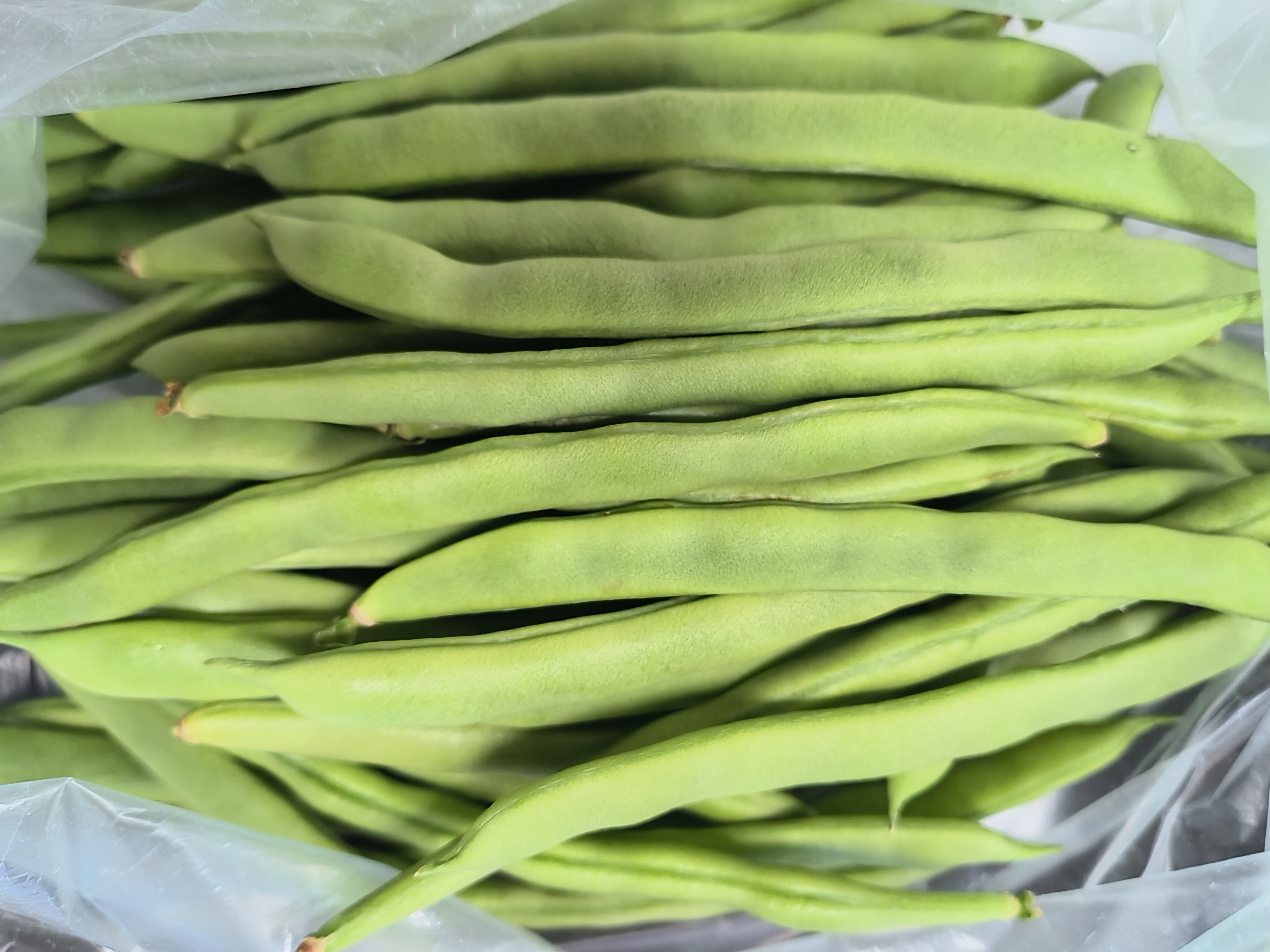 新鲜四季豆实物图
