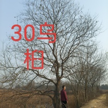 地径37公分乌桕树，0.7米分叉，大杆24.小杆17公分