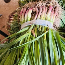 湖北蒜苗红根蒜苗颗粗无虫，无黄叶一手货源