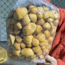滑子菇