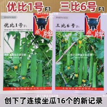 鼎牌丝瓜种子优比1号丝瓜种子三比6号丝瓜种子特早熟高产