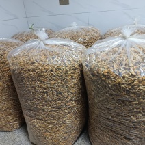 古田剪脚滑子菇，滑子蘑，富含多糖，烤干，头茬货