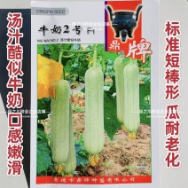 汤汁酷似牛奶丝瓜品种牛奶2号丝瓜种子短棒型牛奶水瓜种子