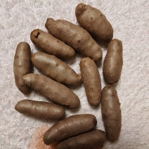 精品小白嘴山药豆糖葫芦专用量大从优质量保证欢迎咨询