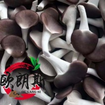 河北基地秀珍菇直发保质保量产地直供货对接全国