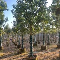 白玉兰骨架10-18分，大量低价出售
