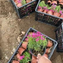 精品丛生福禄考优质丛生福禄考自产自销种植基地