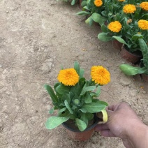 精品金盏菊优质金盏菊自产自销种植基地
