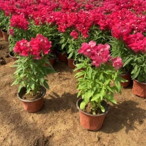 精品金鱼草优质金鱼草金鱼草自产自销种植基