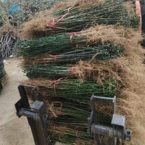 枳壳苗枸橘苗保湿邮寄视频看货