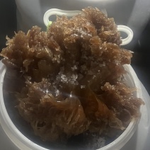 黄海海蜇