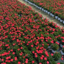 精品奥斯卡康乃馨优质奥斯卡康乃馨种植基地