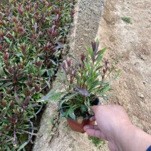 精品千鸟花优质千鸟花千鸟花自产自销种植基地