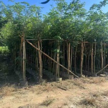 黄花梨2-15分，各种规格，大量低价出售