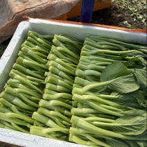 广东菜心