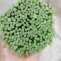 云南白芦蒿