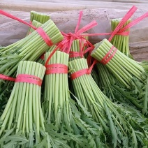 山东茼蒿