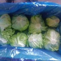 福建千亩基地直供生菜球大量上市，出口，内销电商都可以加工