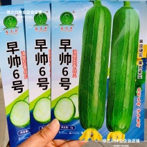 早帅6号油亮型香丝瓜种子早熟油绿短棒丝瓜种子香甜春季蔬菜