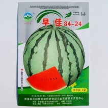 正宗新疆天山早佳8424西瓜种子早熟高产春秋大棚基地84