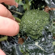 正宗昆明西兰花，量大优惠产地直发，快来选购吧