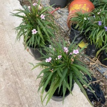 矮化翠芦莉优质翠芦莉精品翠芦莉自产自销
