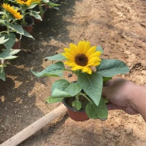 向日葵自产自销基地向日葵批发