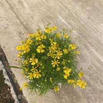 精品堆心菊优质堆心菊自产自销