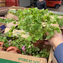 精品红花酢浆草优质红花酢浆草自产自销。红花酢浆