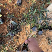 精品翠芦莉优质翠芦莉自产自销翠芦莉种植基地