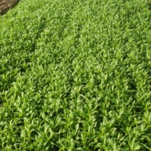 茼蒿