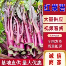 红菜苔红油菜紫菜苔湖北精品红菜苔产地发货一手货