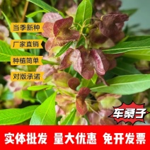 车桑子厂家货源批发价格全国发货价格便宜欢迎下单咨询一下