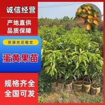 耀堂仙桃苗蛋黄果苗鸡蛋果苗，规格全支持技术指导