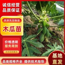 木瓜苗，大青红肉木瓜苗，牛奶木瓜苗，黄金木瓜苗，品种优良