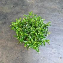 精品清香木优质清香木自产自销