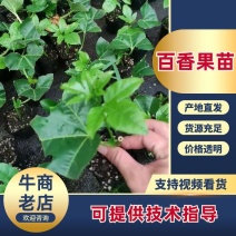 百香果苗，钦密9号黄金百香果苗台农1号正品嫁接苗基地直发