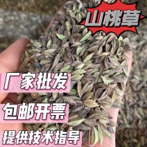 山桃草种子厂家货源批发价格全国发货价格便宜欢迎下单咨询