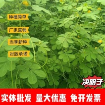决明子厂家货源批发价格全国发货价格便宜欢迎下单咨询
