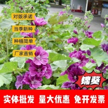 锦葵厂家货源批发价格全国发货价格便宜欢迎下单咨询