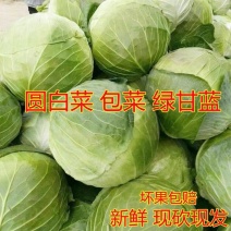 【推荐】中甘甘蓝/漳州甘蓝圆包菜/类基地上车/批发供应市