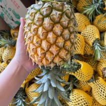 精品菠萝，巴厘菠萝，徐闻县菠萝，大量供应，产地直发。