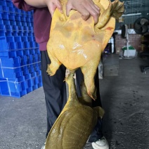 生态老甲鱼，大公大母