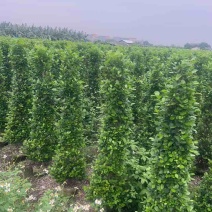 火山榕100-300，各种规格，大量低价出售
