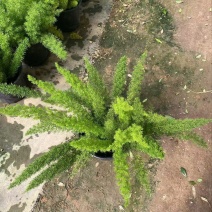 精品狐尾天门冬优质狐尾天门冬自产自销